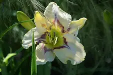 Blue Eyed Butterfly.webp
