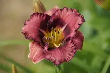 Forgotten Dreams.webp