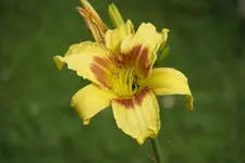 Green Eyed Gigant.webp