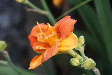 Sachsen Orange Double.webp