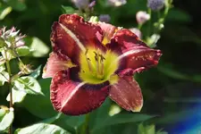 Smlg Hecke 1.webp
