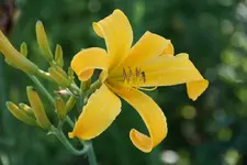 Sunstar.webp