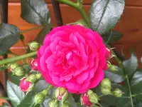 2016-07-02_18-36-58_IMG_3565.jpg