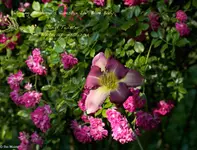 IMG_2276-2.webp