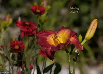 IMG_2291-2.webp