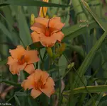 IMG_2311-2.webp