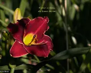 IMG_2317.webp