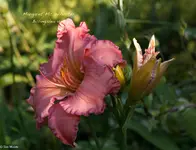 IMG_2319-2.webp