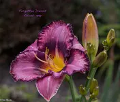 IMG_2356-2.webp