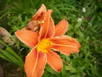 DSCI4131.webp
