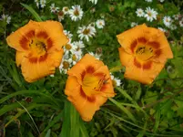 DSCI4143.webp