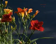 IMG_2297.webp