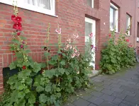 P1000888.webp