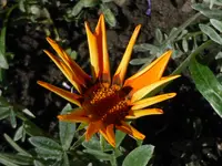 P1000898.webp