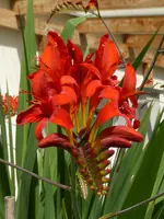 P1000909Garten-Montbretie 'Lucifer'.webp