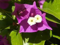 P1000911Drillingsblume.webp