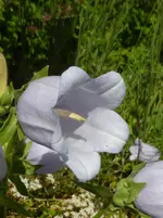 P1000922Griechische Glockenblume.webp