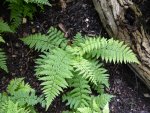 P1000924Wurmfarn Dryopteris blanfordii.jpg