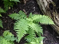 P1000924Wurmfarn Dryopteris blanfordii.webp