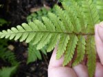 P1000925Wurmfarn Dryopteris blanfordii.jpg