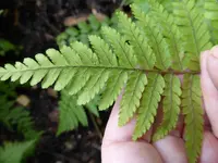 P1000925Wurmfarn Dryopteris blanfordii.jpg