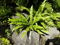 P1000931Hirschzungenfarn Asplenium scolopendium.webp
