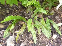 P1000936Gewöhnlicher Rippenfarn Blechnum spicant.jpg