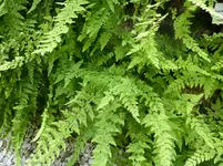 P1000938Brauner Streifenfarn Asplenium trichomanes.webp