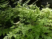 P1000940Blasenfarn Cystopteris protrusa.jpg