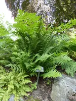 P1000942Jap. Glanzschildfarn Polystichum polyblepharum.jpg