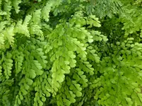 P1000945Immergrüner Frauenhaarfarn Adiantum venustum.jpg