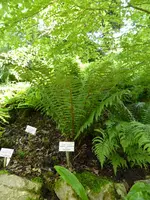 P1000947Wurmfarn Dryopteris crassirhizoma.webp