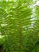 P1000948Wurmfarn Dryopteris crassirhizoma.jpg