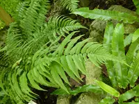 P1000951Frauenfarn Athyrium niponicum.webp