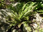 P1000954Kalifornischer Schwertfarn Polystichum munitum.jpg