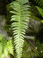 P1000960Dolch-Farn Polystichum acrostichoides.jpg