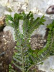 P1000969Kamm-Wurmfarn Dryopteris christata.jpg