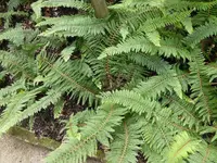 P1000971Schmaler Filigranfarn Polistichum setiferum.webp
