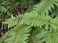 P1000972Schmaler Filigranfarn Polistichum setiferum.webp