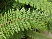 P1000973Schmaler Filigranfarn Polistichum setiferum.webp
