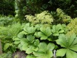 P1000979Kastanienbl. Schaublatt Rodgersia aesculifolia.jpg