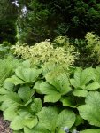 P1000980Kastanienbl. Schaublatt Rodgersia aesculifolia.jpg