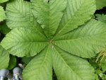 P1000981Kastanienbl. Schaublatt Rodgersia aesculifolia.jpg