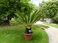 P1000988Japanischer Sagopalmfarn Cycas revoluta.jpg