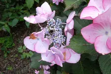 SAM_1709.webp