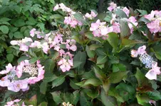 SAM_1710.webp