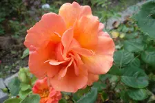 SAM_1711.webp
