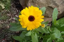 SAM_1714.webp