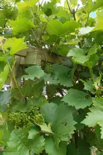 SAM_1719.webp