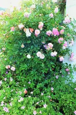 DSCF6632 (3).webp